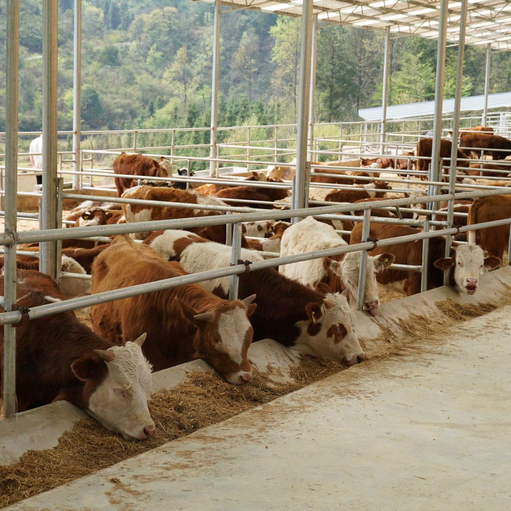 牛羊技术~陈老师