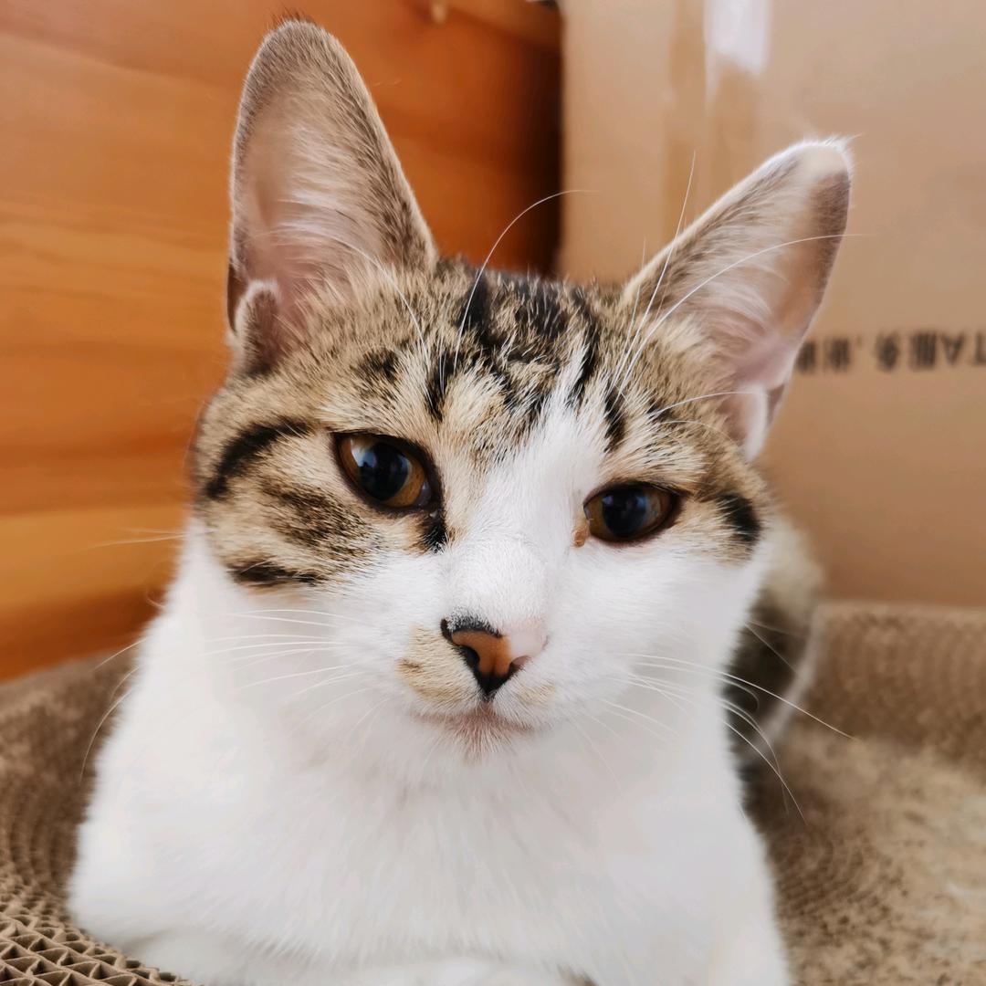 喂猫咪🐱