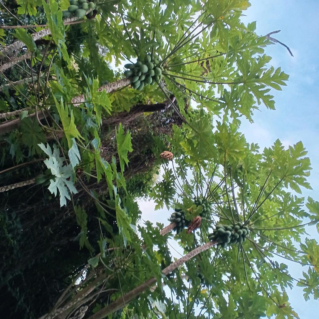 🚴🏻☸🎡🗝小不点⛩🐎
