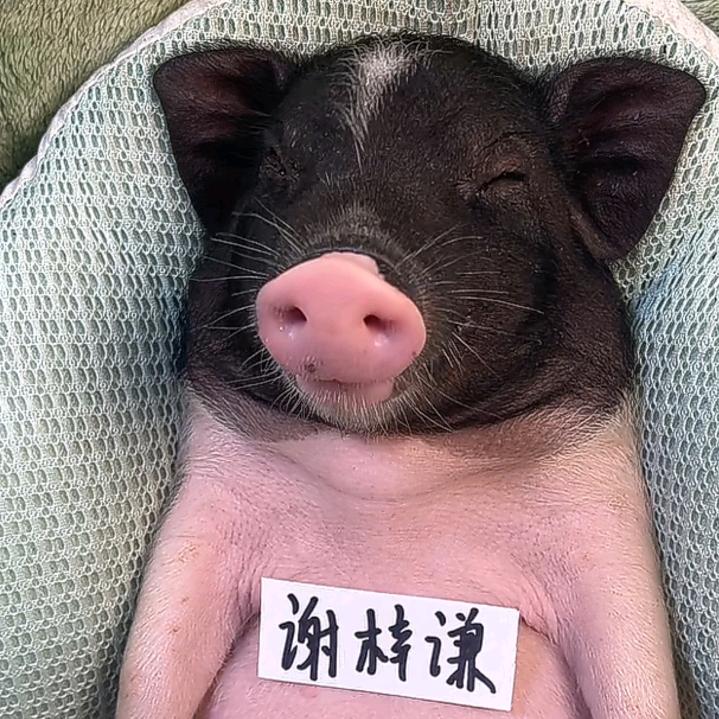 淘