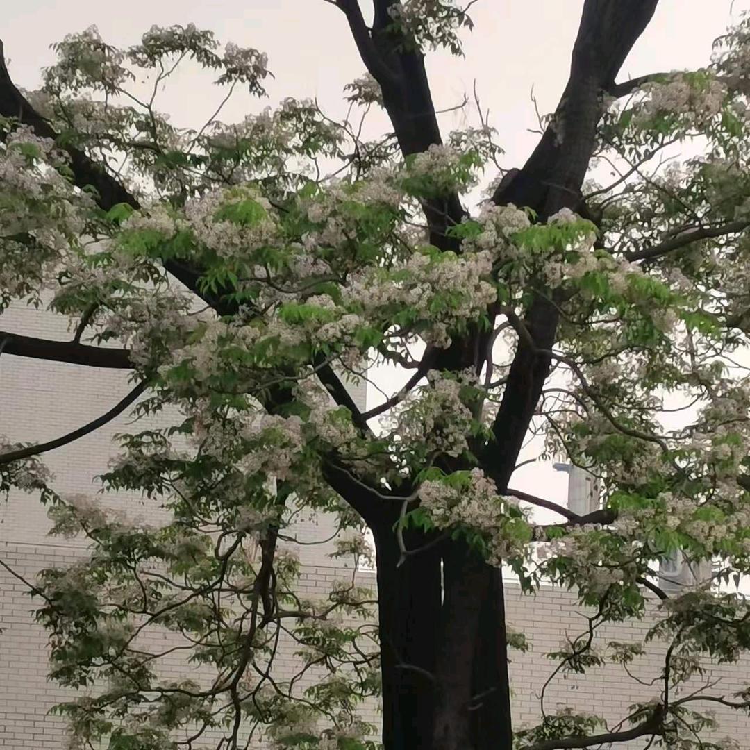 随风歌舞运动