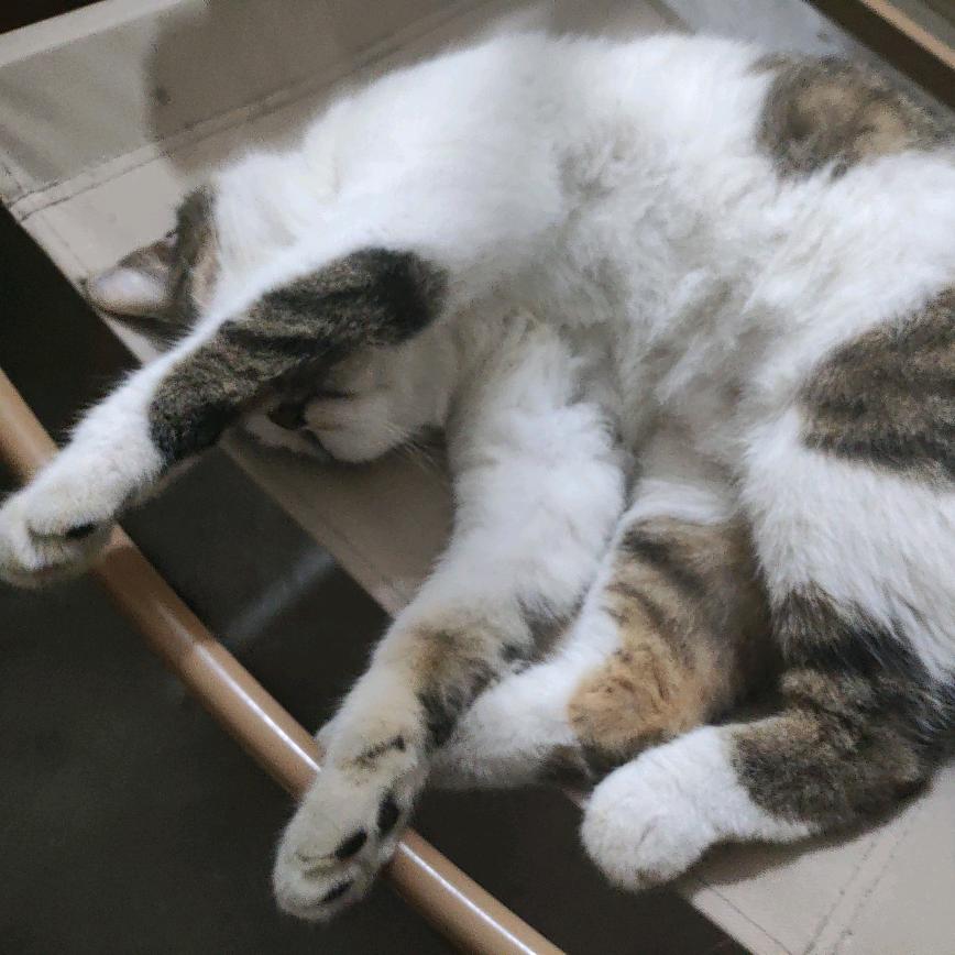 皇家特级小心点