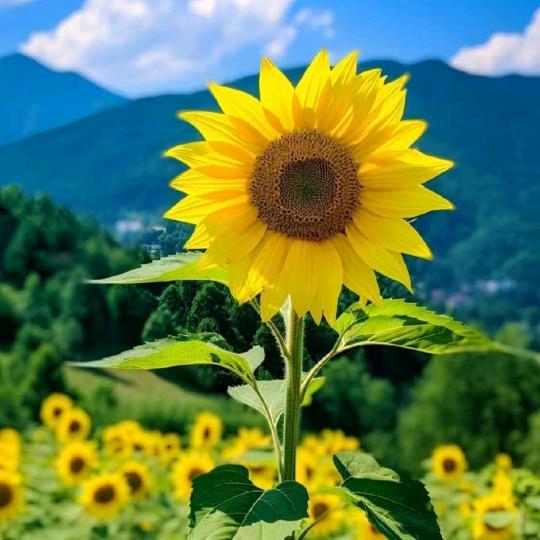 阳光普照（赵🌞🌞🌞🌞🌞🌞）