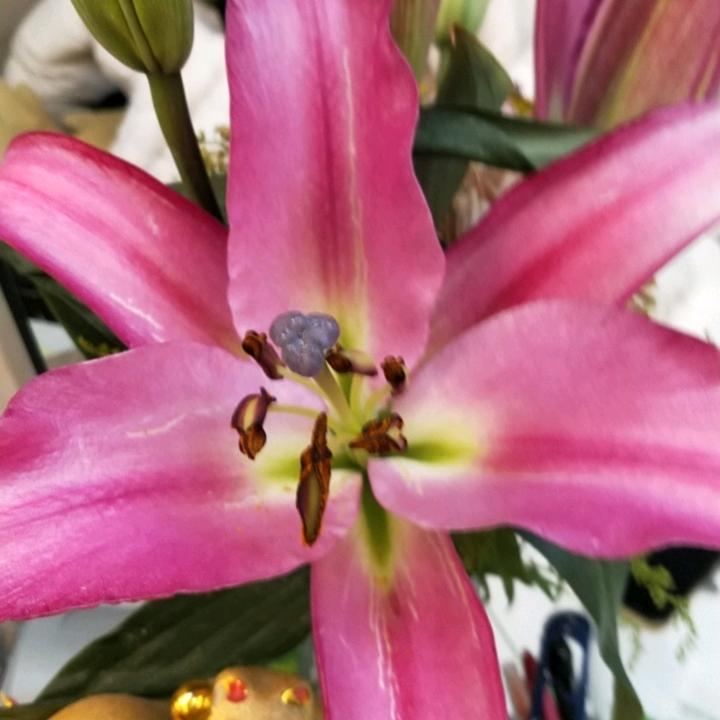 蒲公英的花语
