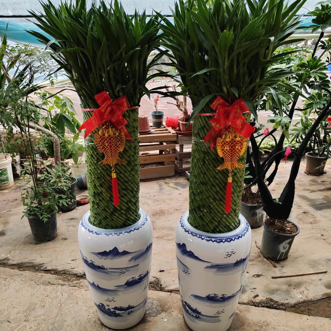 魏红