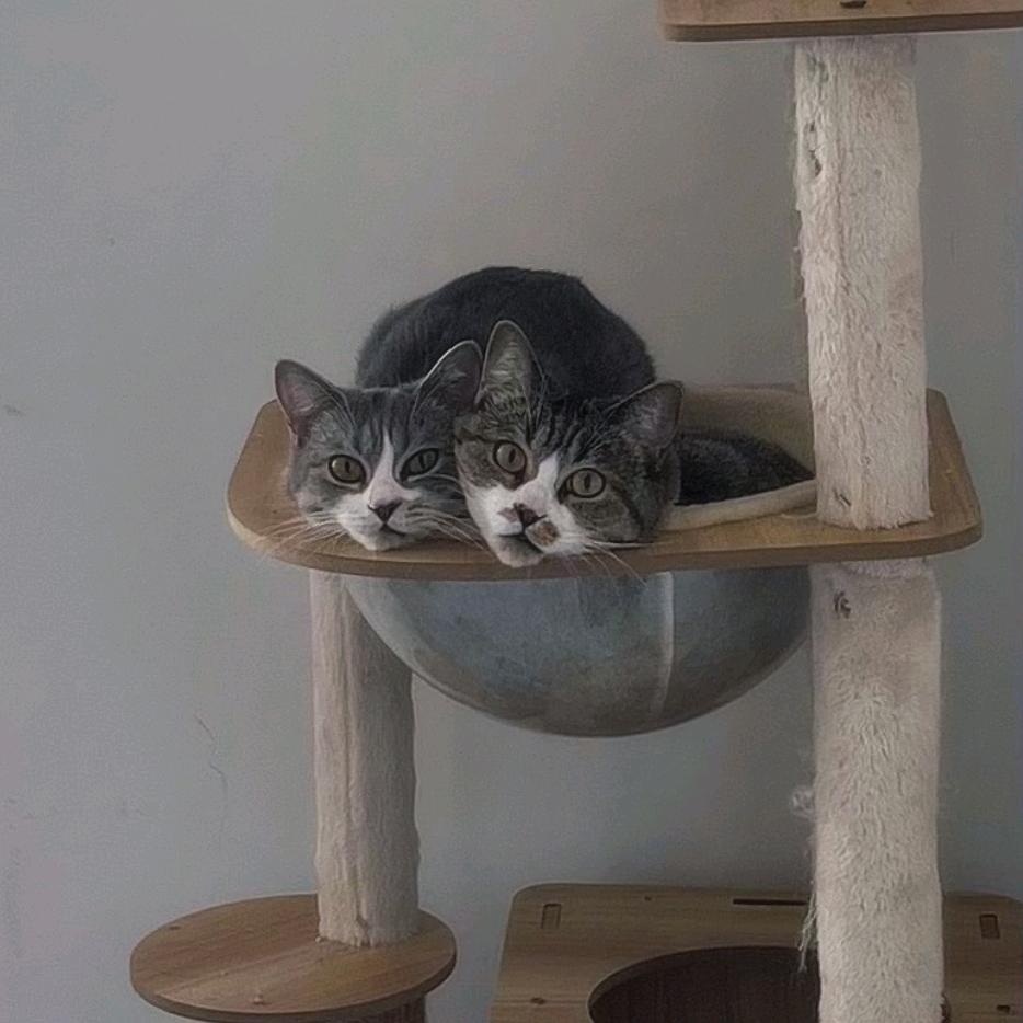 马多闪的蛐蛐日记