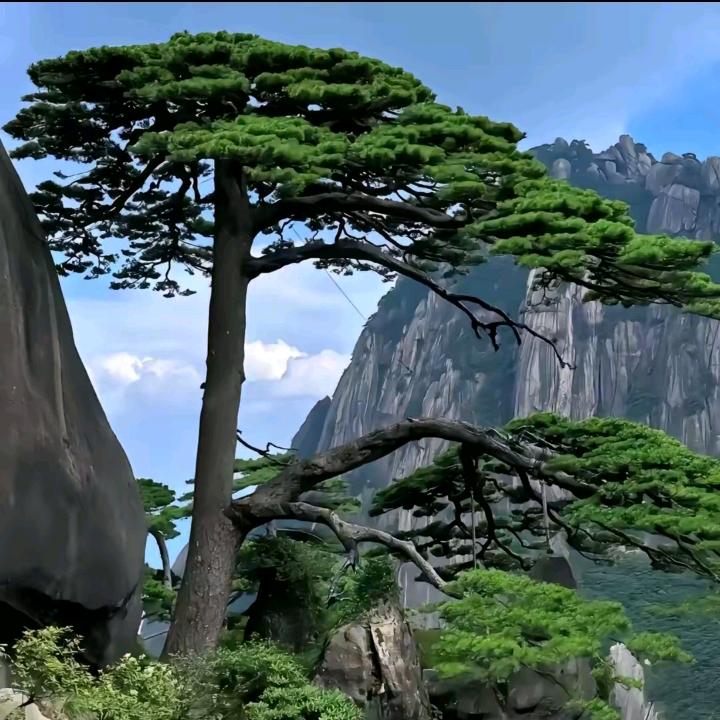 🌹前程似锦🌹