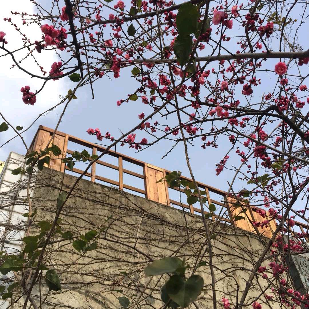 屋顶花与月