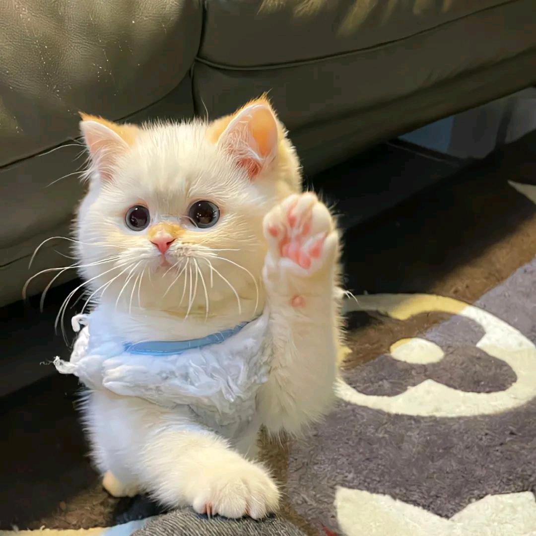 艾小敏