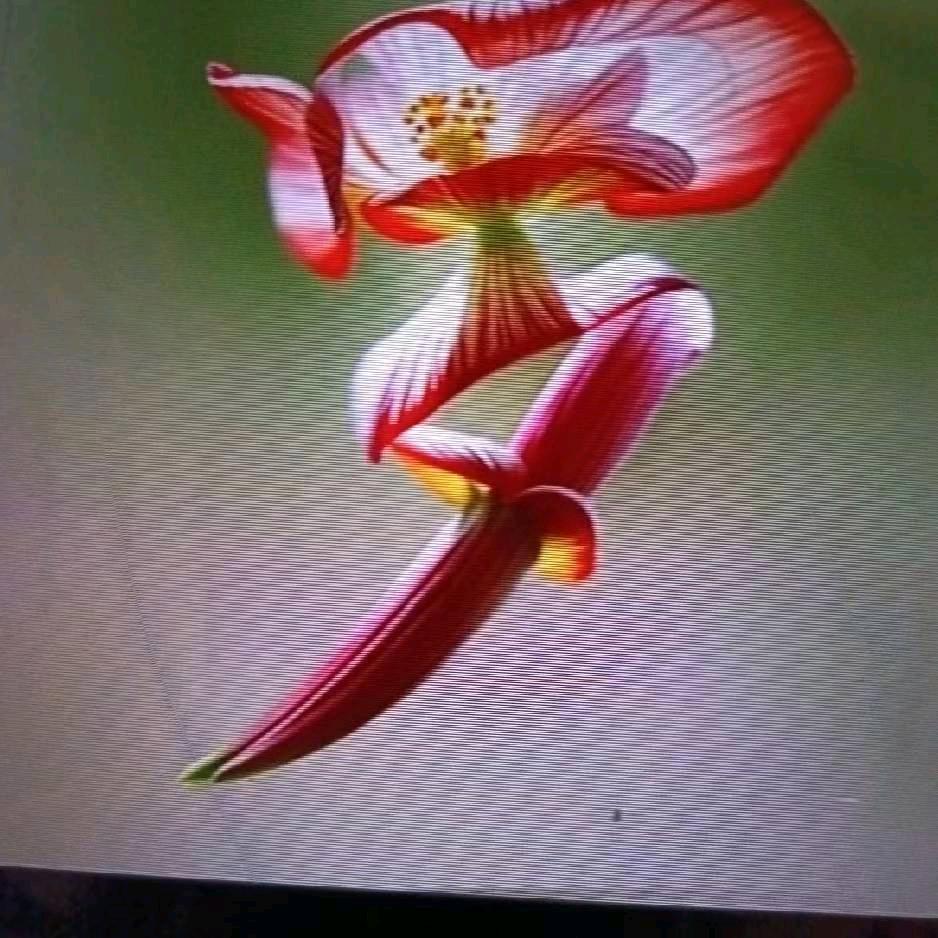 香香