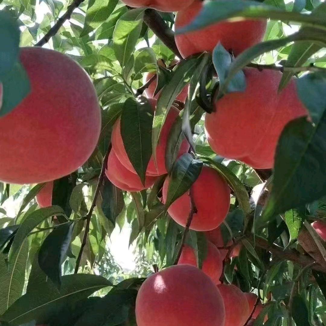 短剧看这里