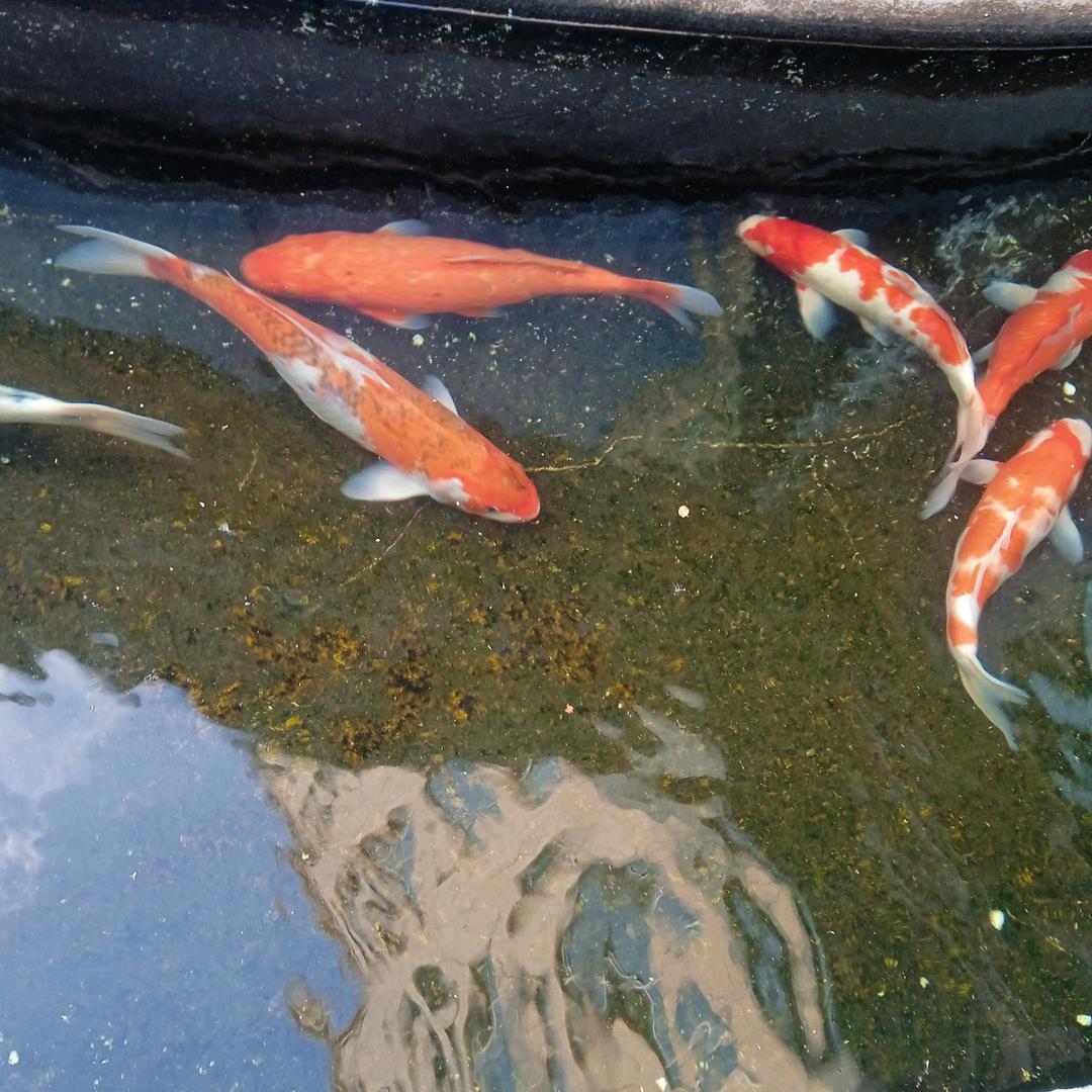 我真想好好看看你