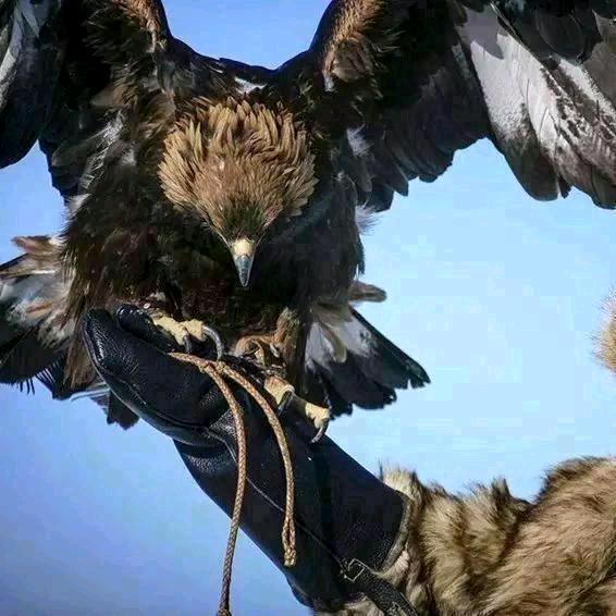 🌊海东青🔱花雨烬🦅🌸¹⁰¹