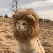 不说话你当我是熊猫吗