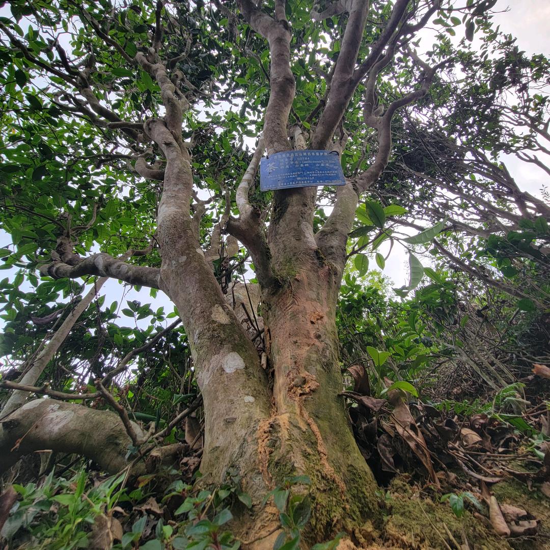 广西梧州六堡茶八集百年古茶园