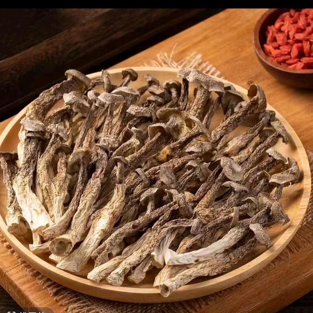 古田大山鹿茸菇