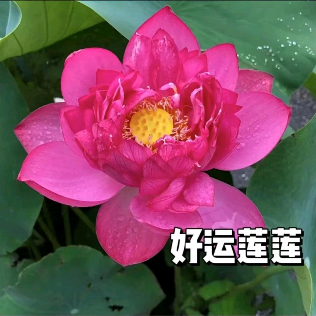 🌺期待🌺有缘人