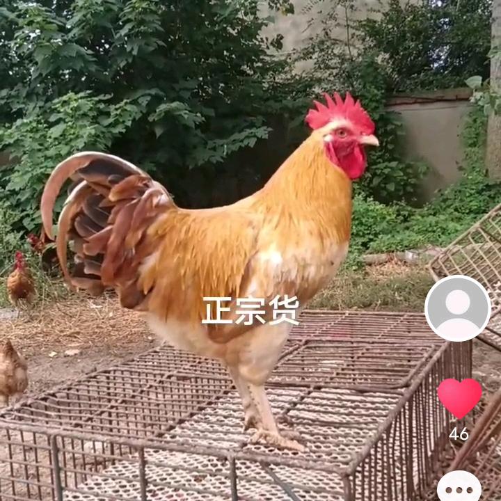 44887173587宋阳利草鸡配送
