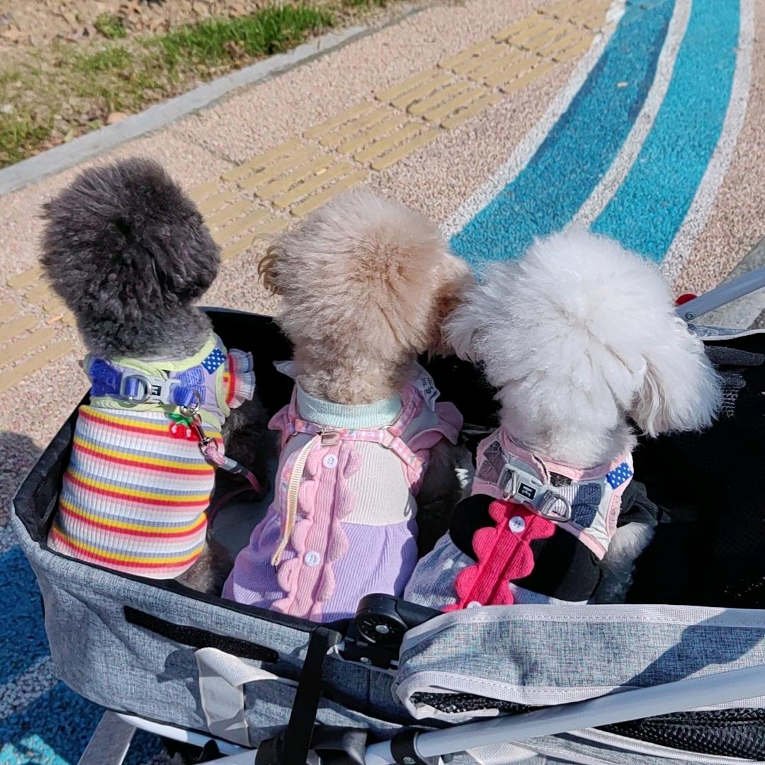 🌈怪可爱的三小只