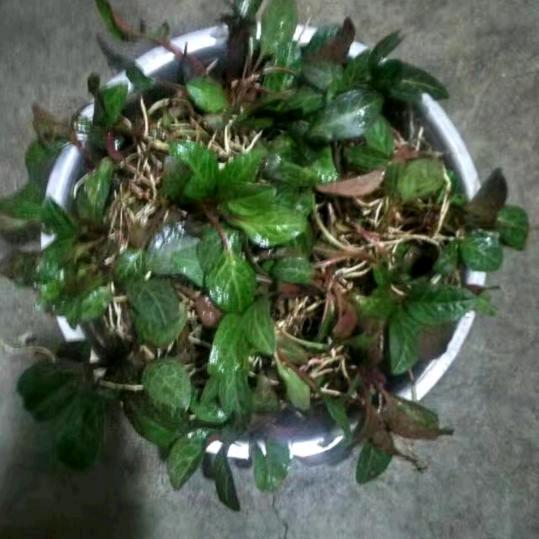 丁小桂
