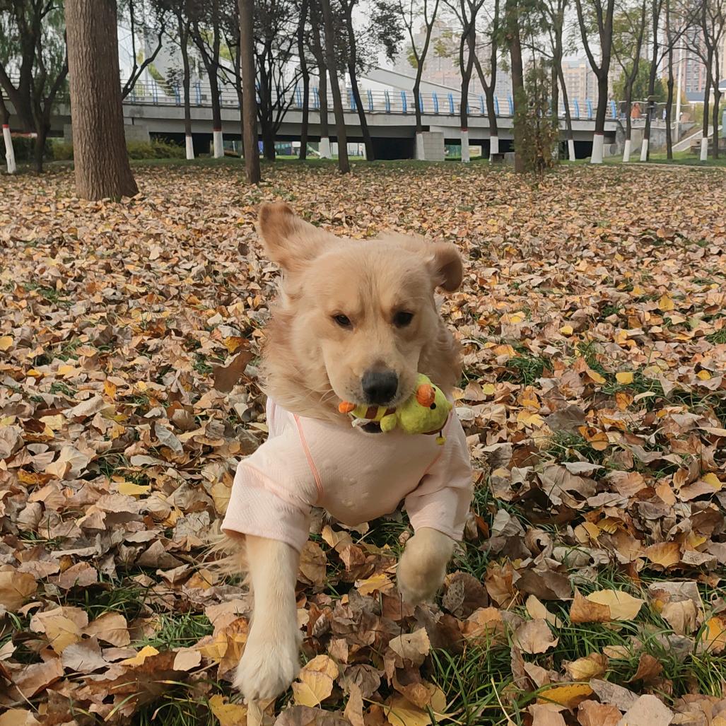 一天拉屎八百次