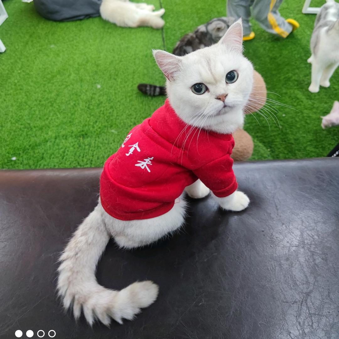 大尾巴狼🇦🇺