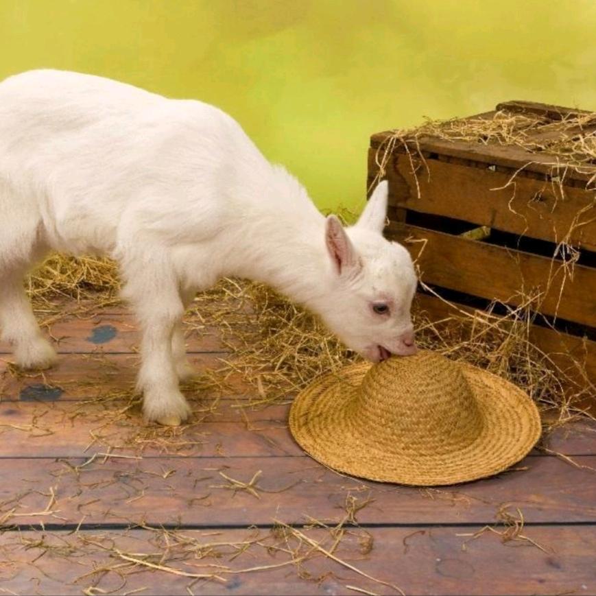 平平农村牛羊养殖