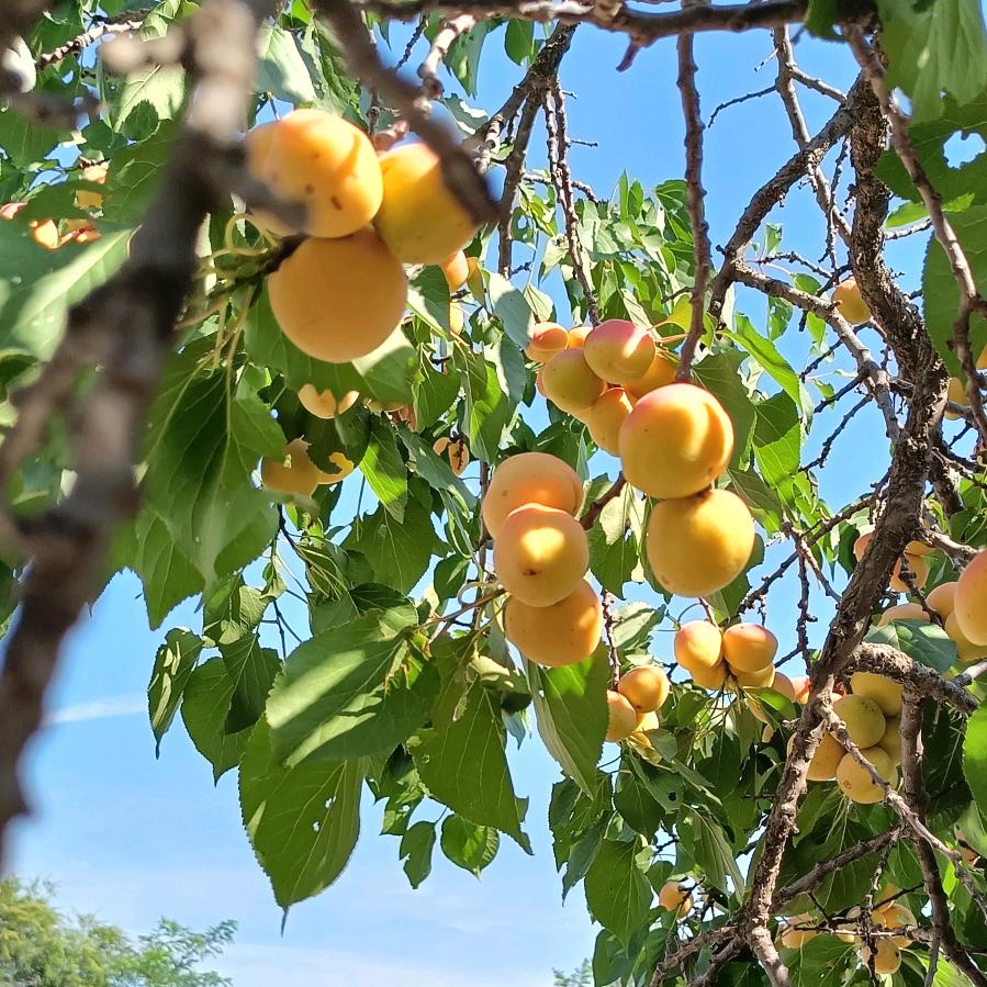指尖上的阳光🌻