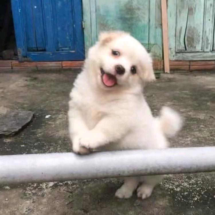 金猪看剧
