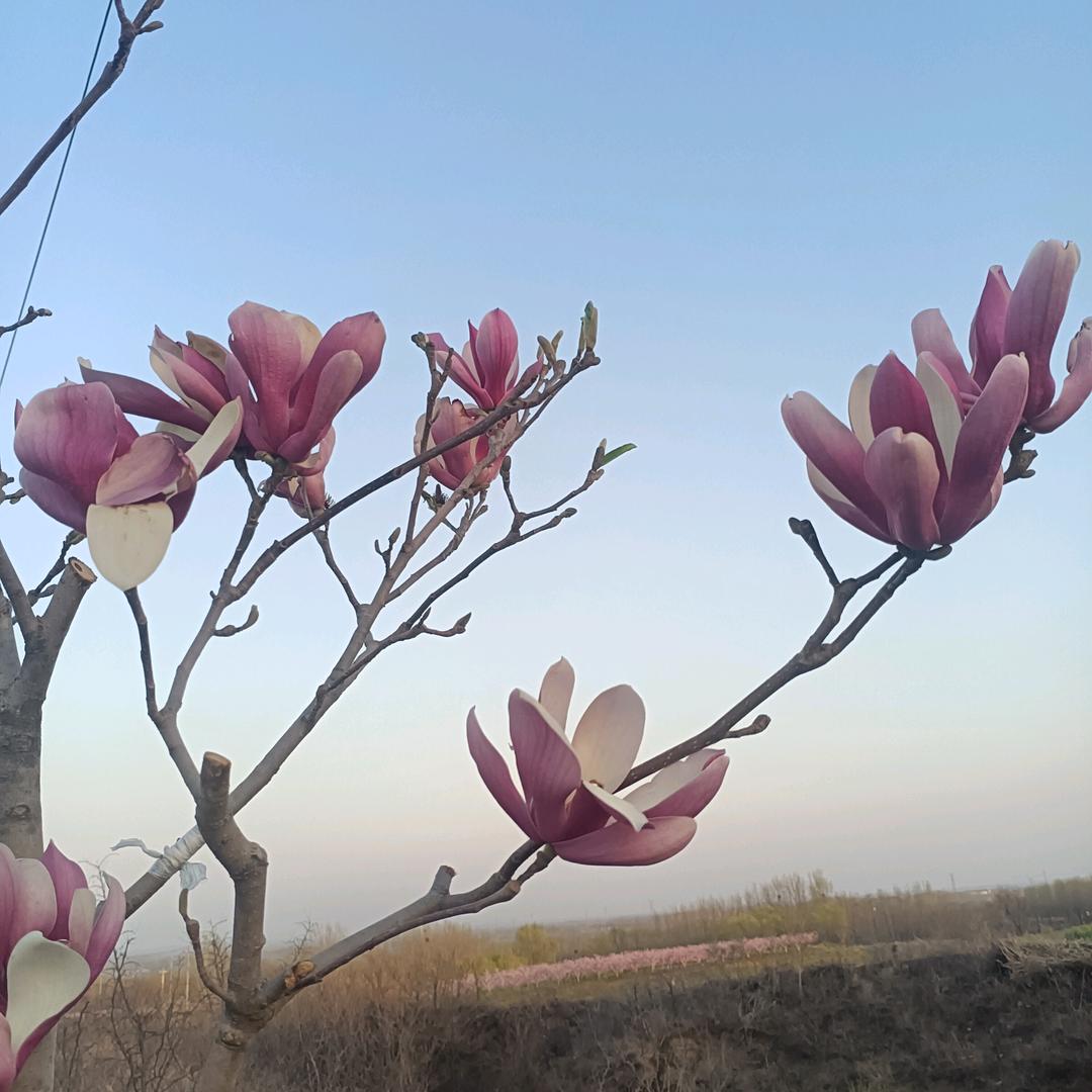 解召蜂场