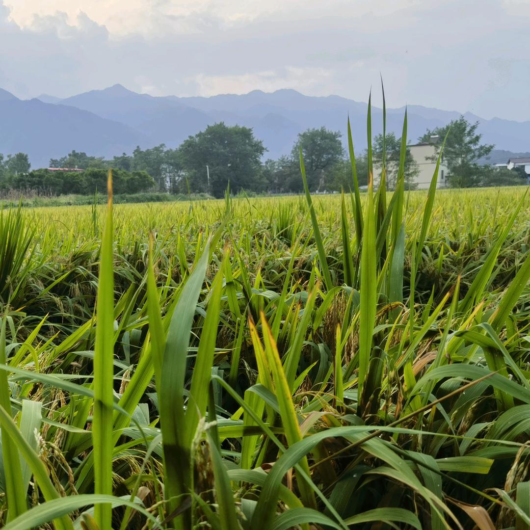 星星之火传播能量