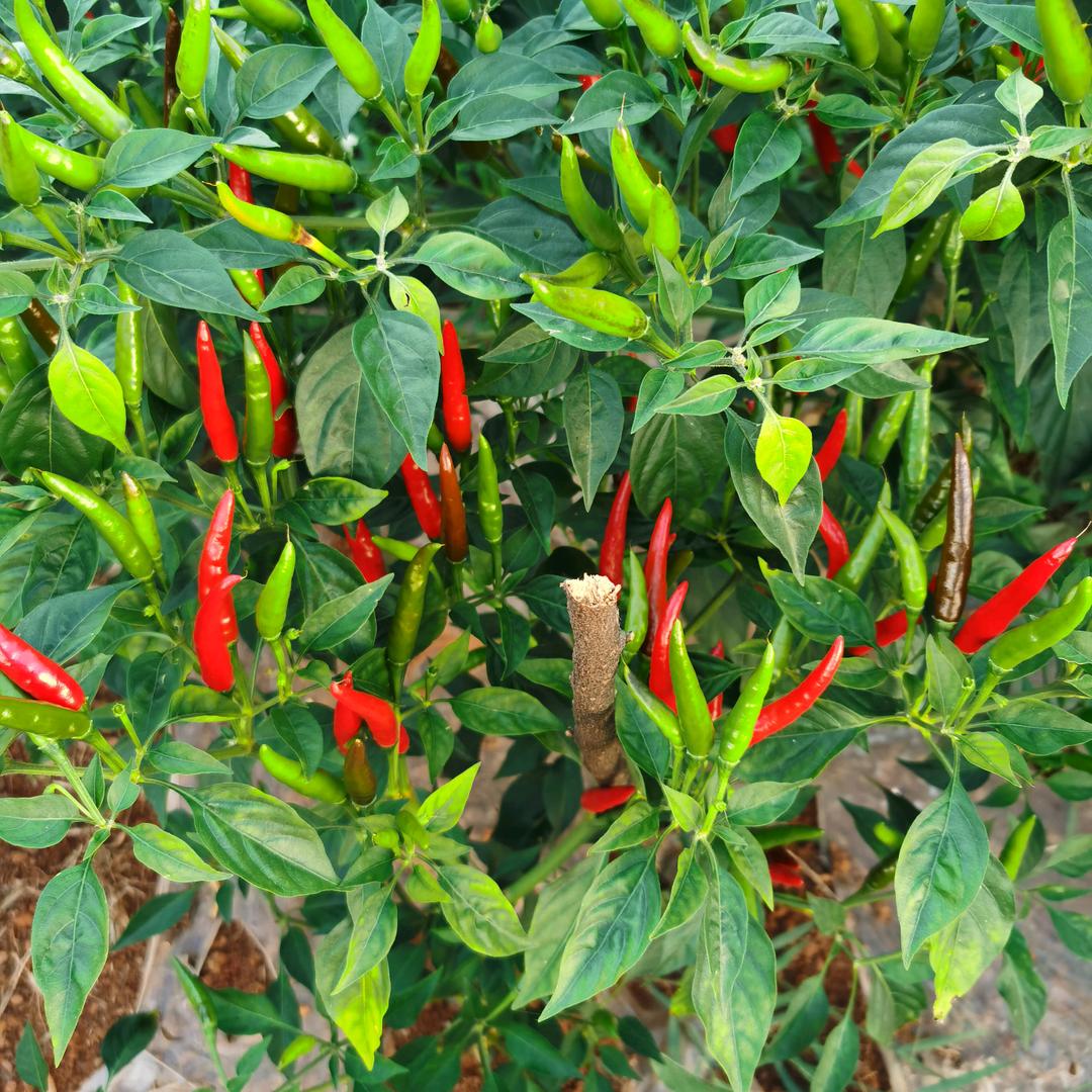 娄国兵特色生鲜铺子