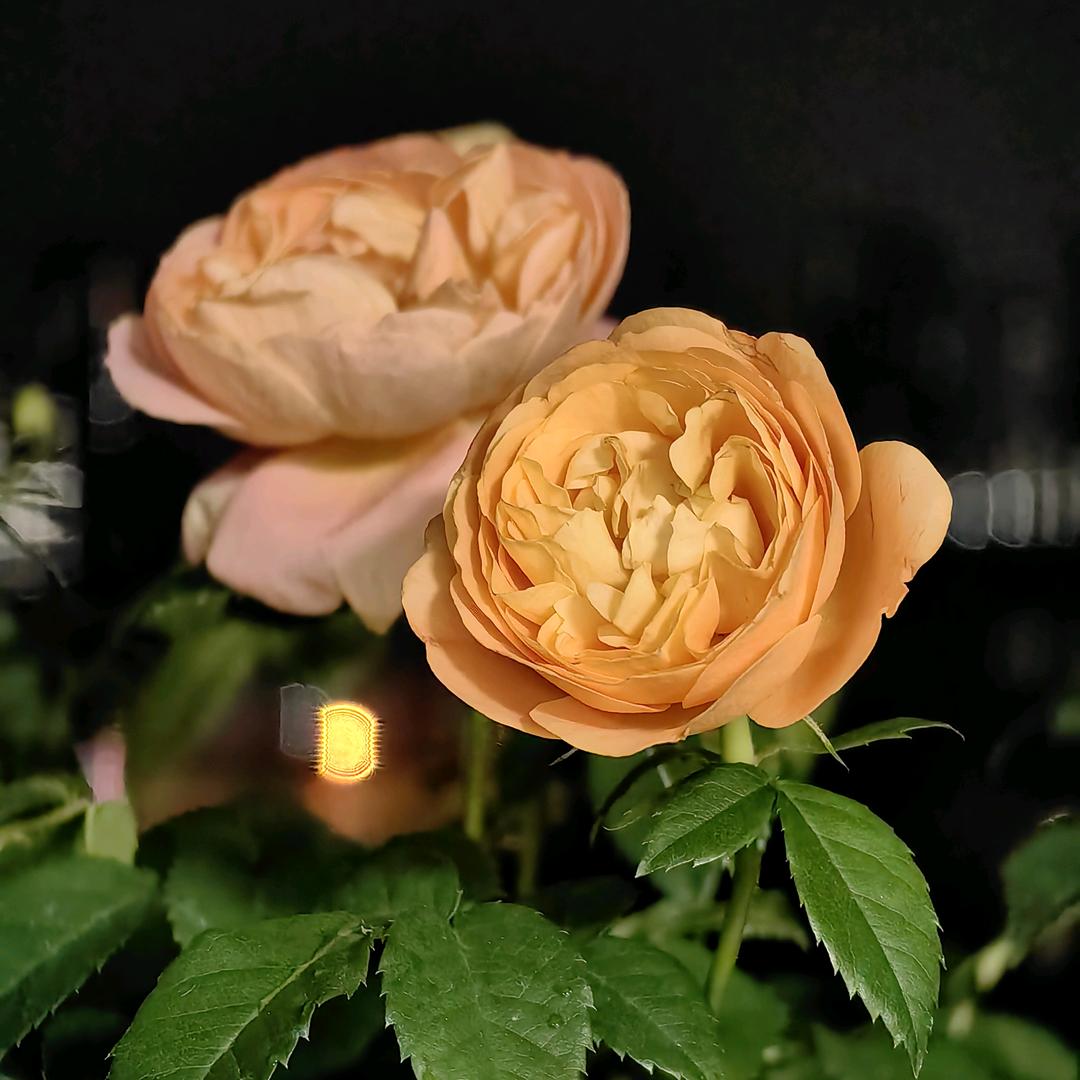 重生（正能量宣传）