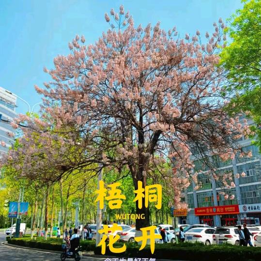 凤落梧桐树