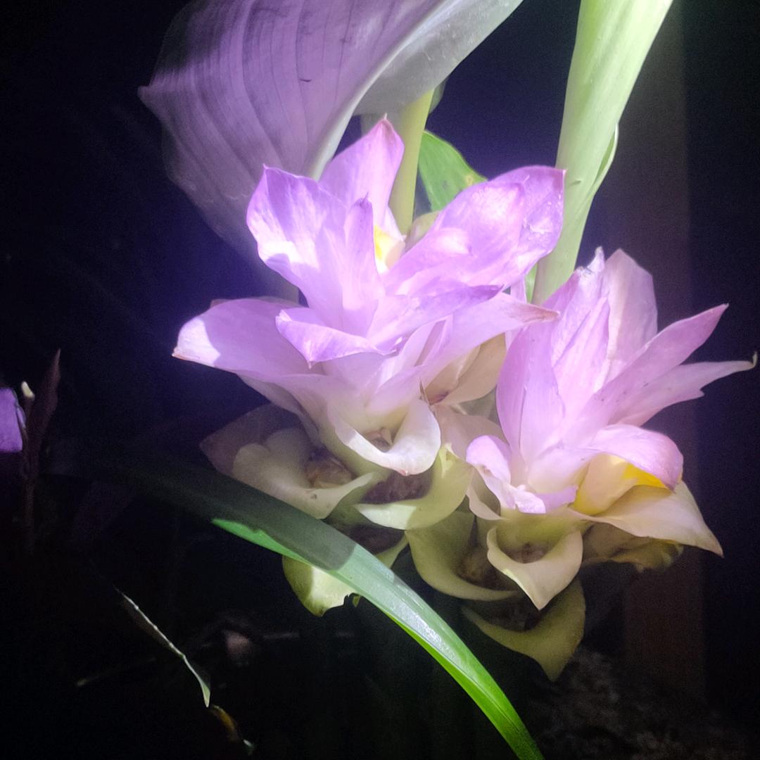 雪莲花