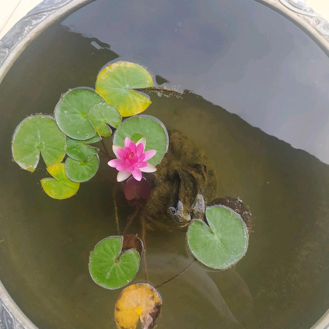 -缘