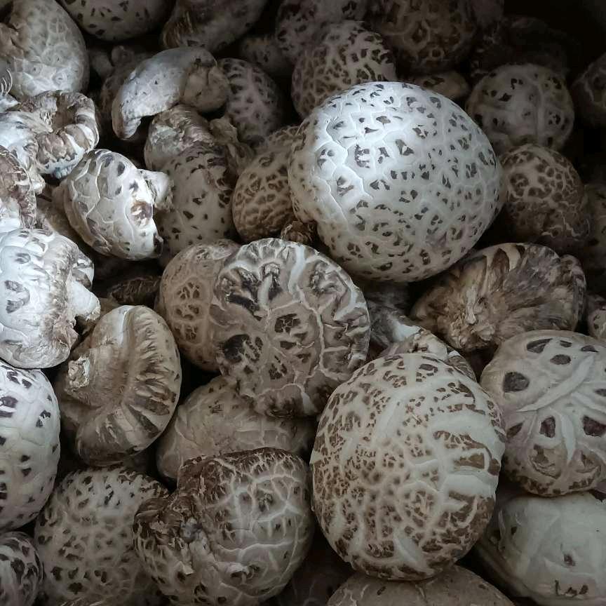 村西头种香菇大叔