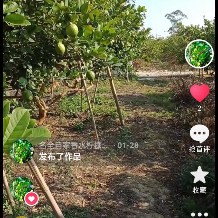 名全自家香水柠檬果园