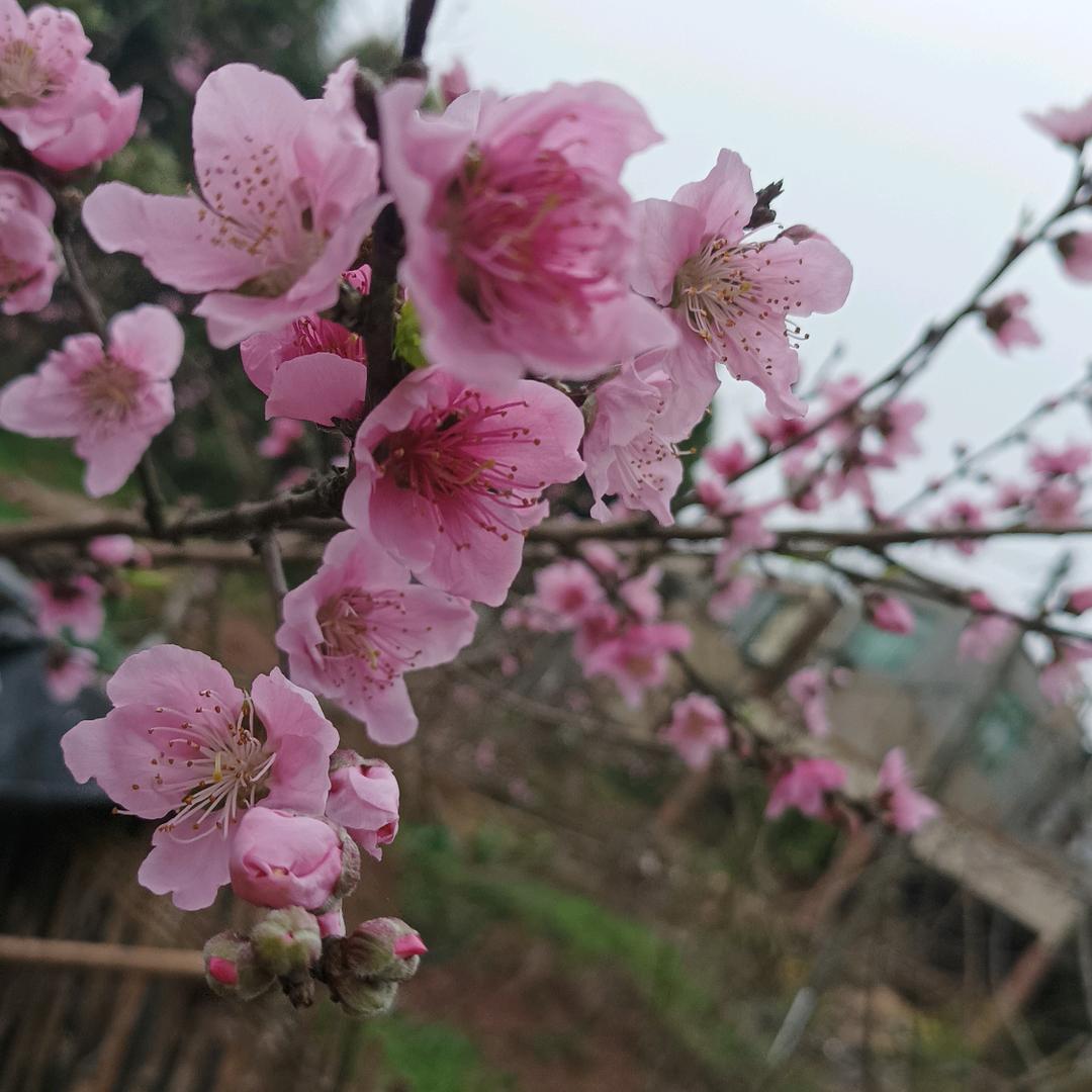 果果