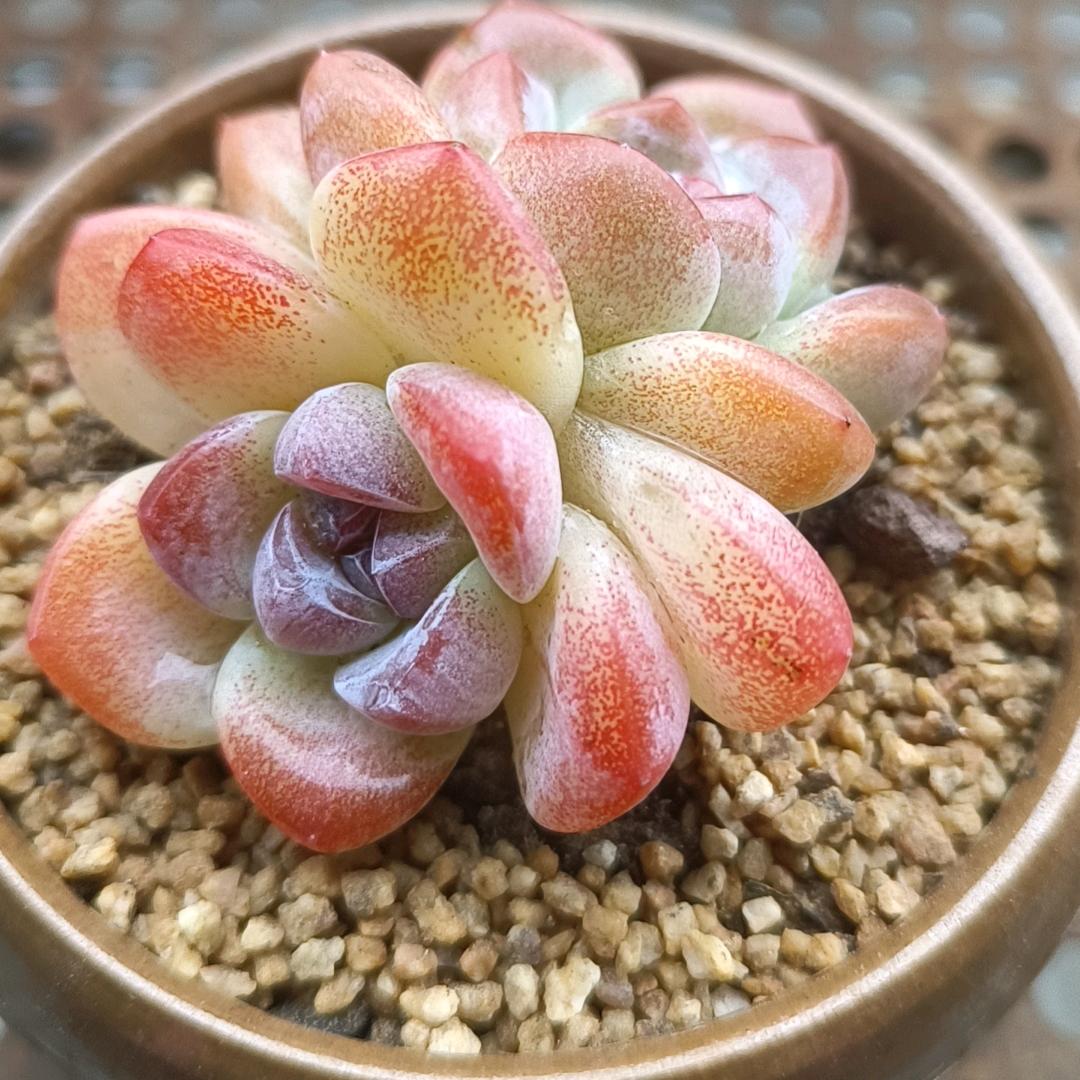 羊宝宝的贝壳