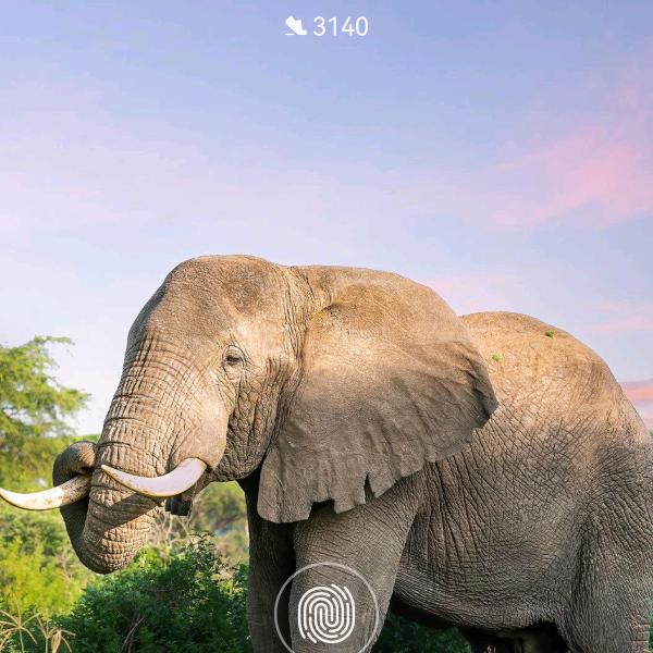 一条会空翻的鱼