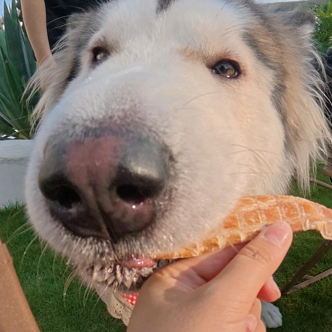 🐽哼哼
