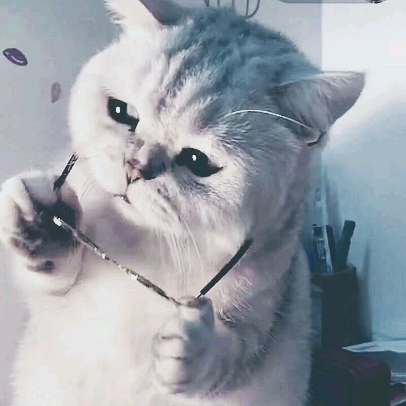 尕白