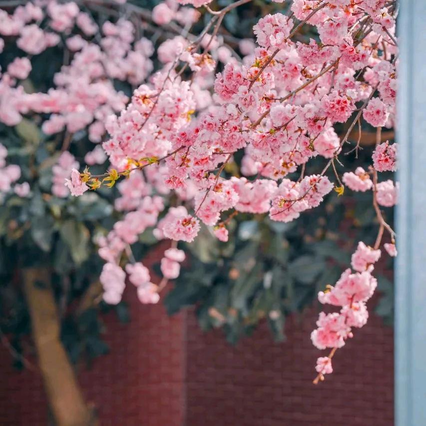 苏菲.玛索