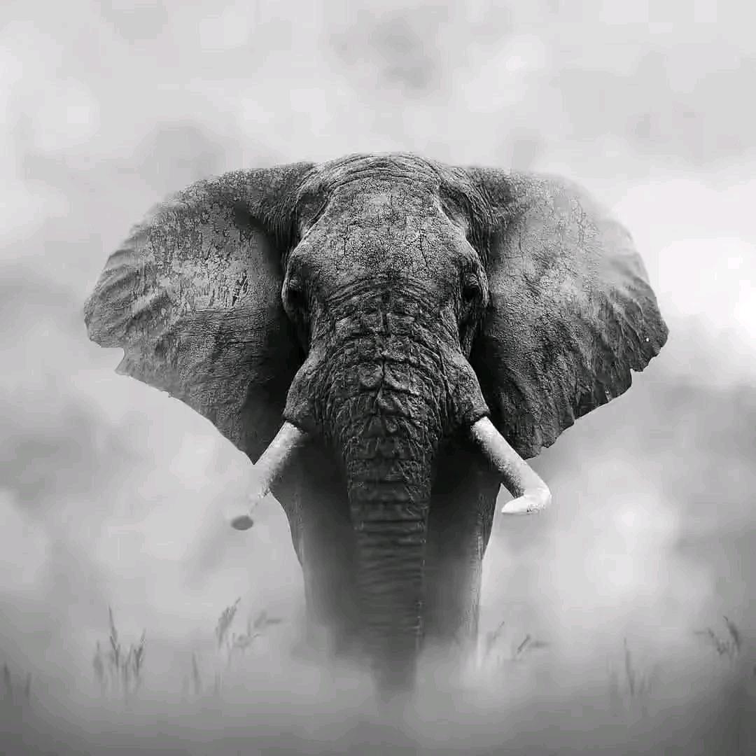 智明