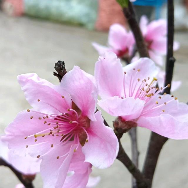 春天的花
