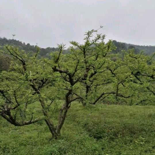 无谢可击