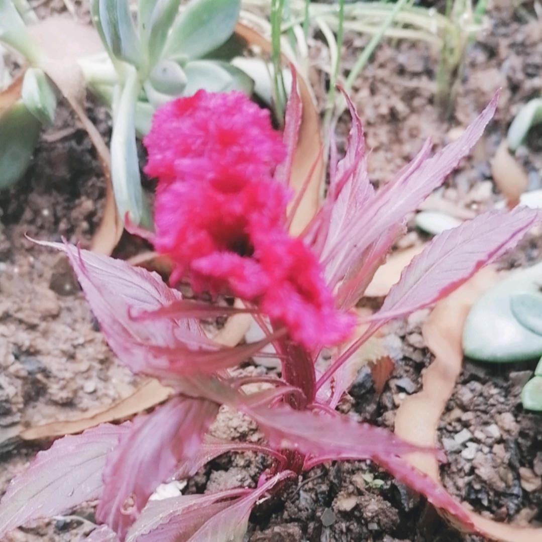 你家红颜吖