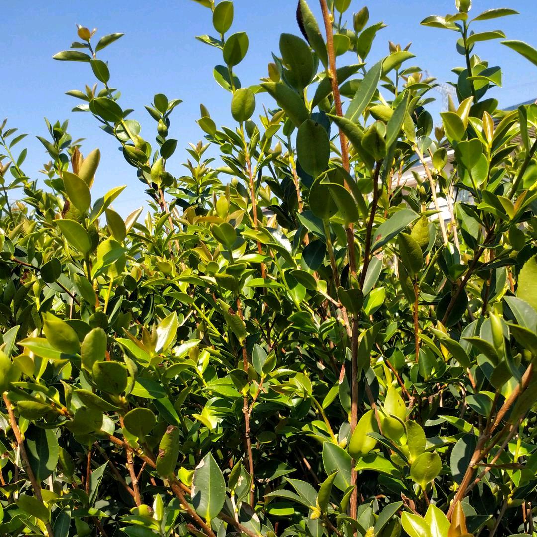 正一刘三灵  （新姿油茶）