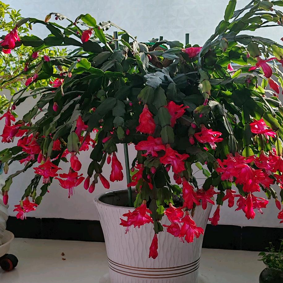 @幸福人生@🌹🌹🌹